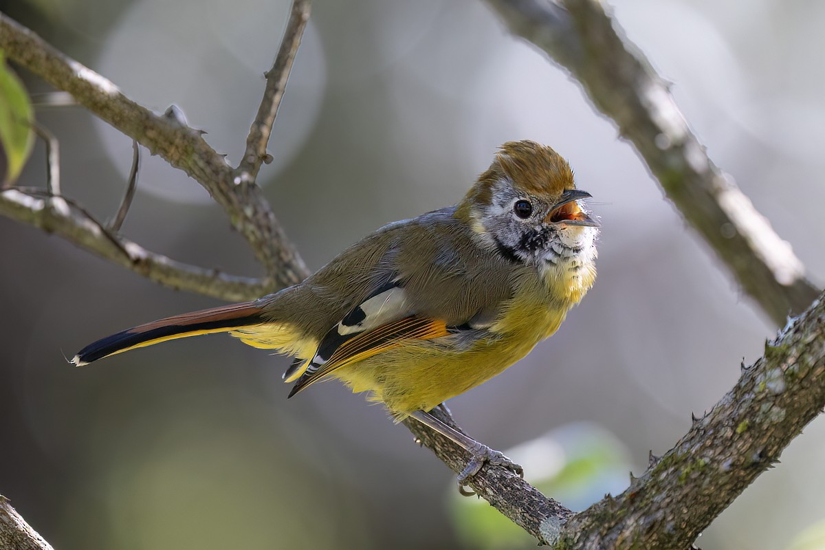 Chestnut-tailed Minla - ML646440073