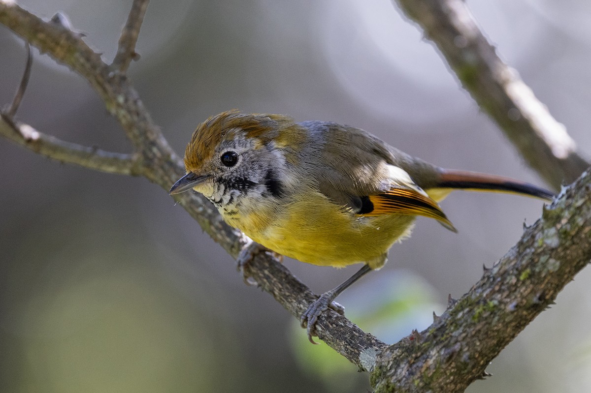 Chestnut-tailed Minla - ML646440074