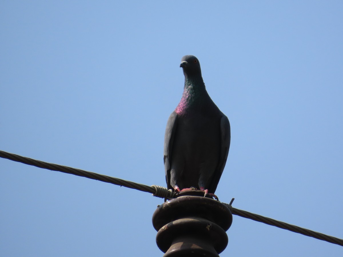Rock Pigeon (Feral Pigeon) - ML646440075