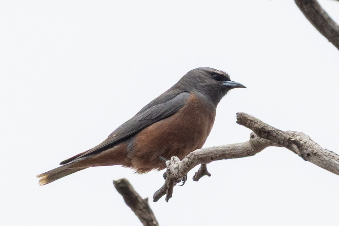 lasolet bělobrvý - ML646440076