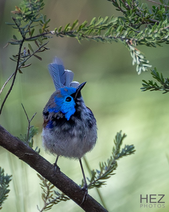 Variegated Fairywren - ML646440077