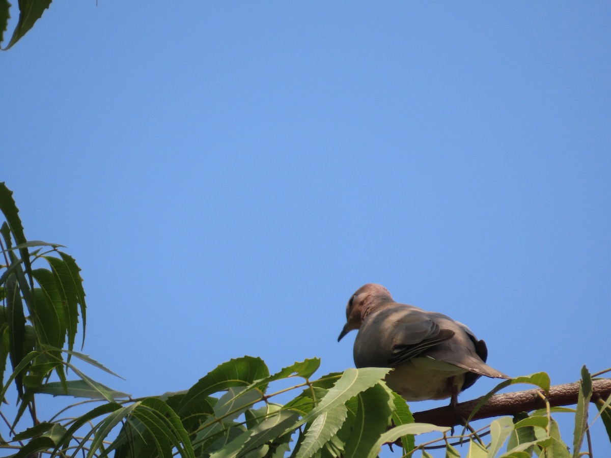 Laughing Dove - ML646440078