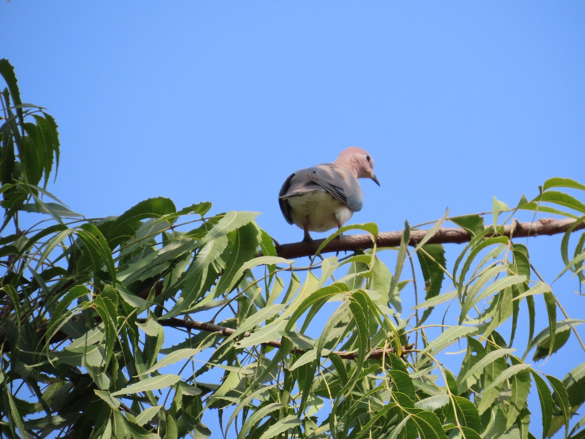 Laughing Dove - ML646440079