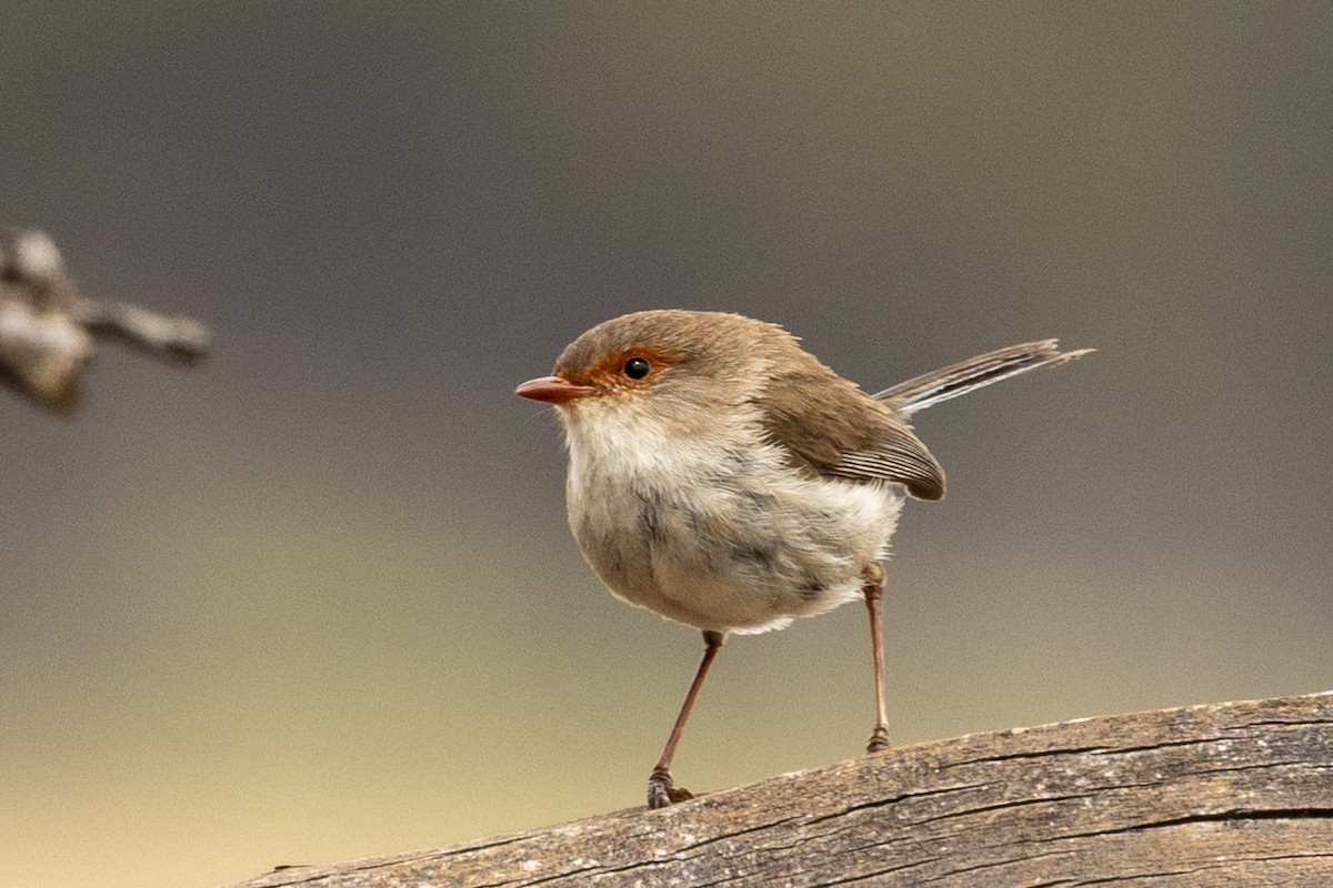 modropláštník nádherný - ML646440080