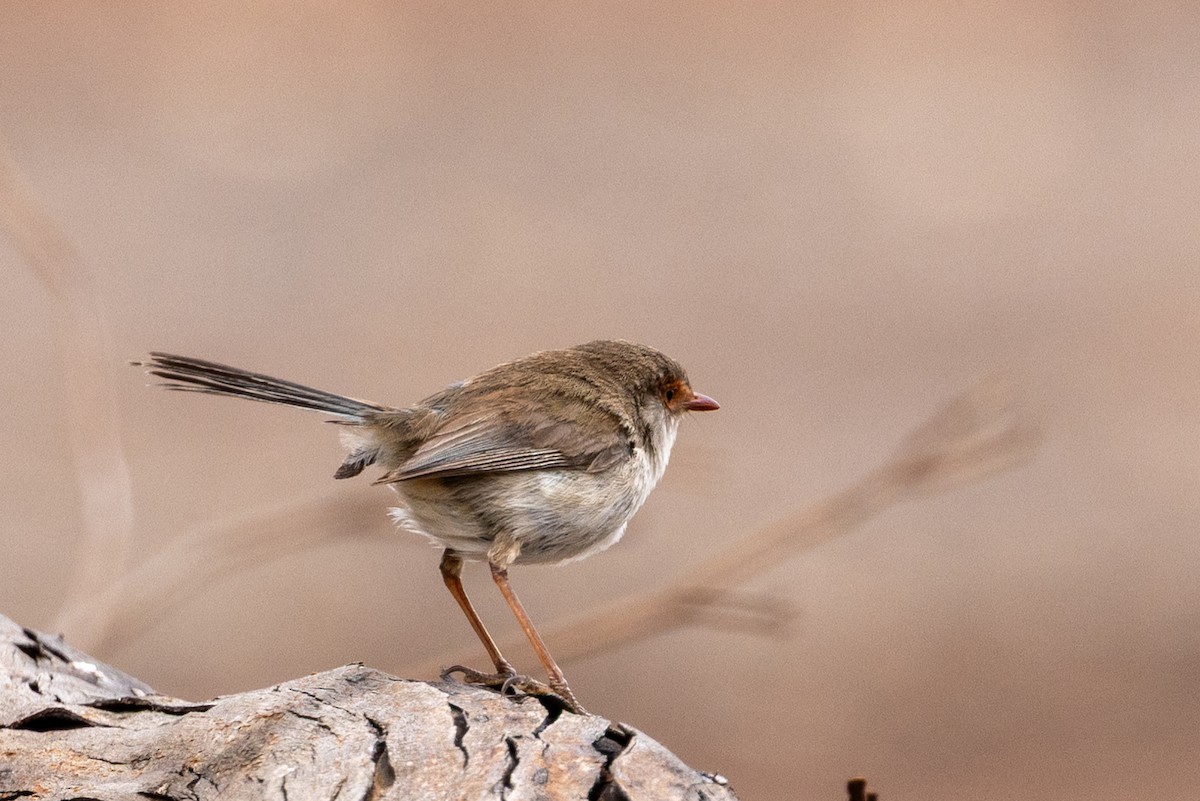 modropláštník nádherný - ML646440081