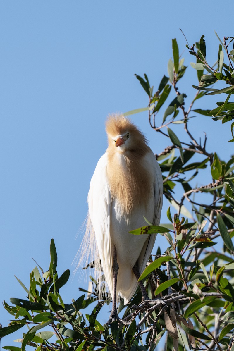 黃頭鷺 - ML646440082