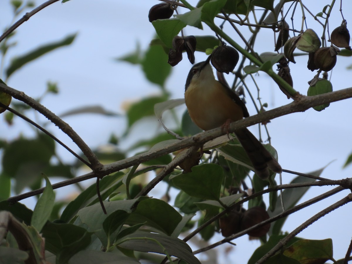 Ashy Prinia - ML646440083