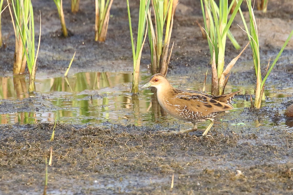 chřástal nejmenší - ML646440084