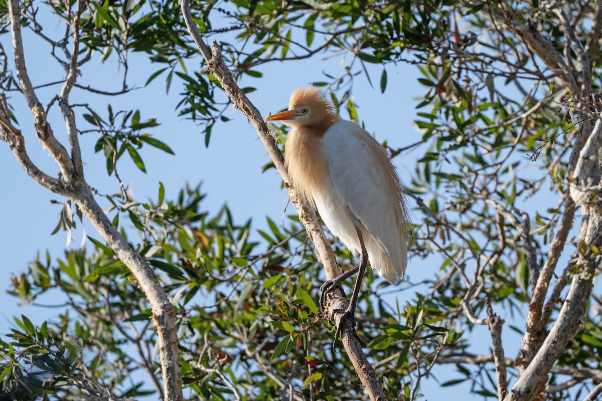 黃頭鷺 - ML646440086