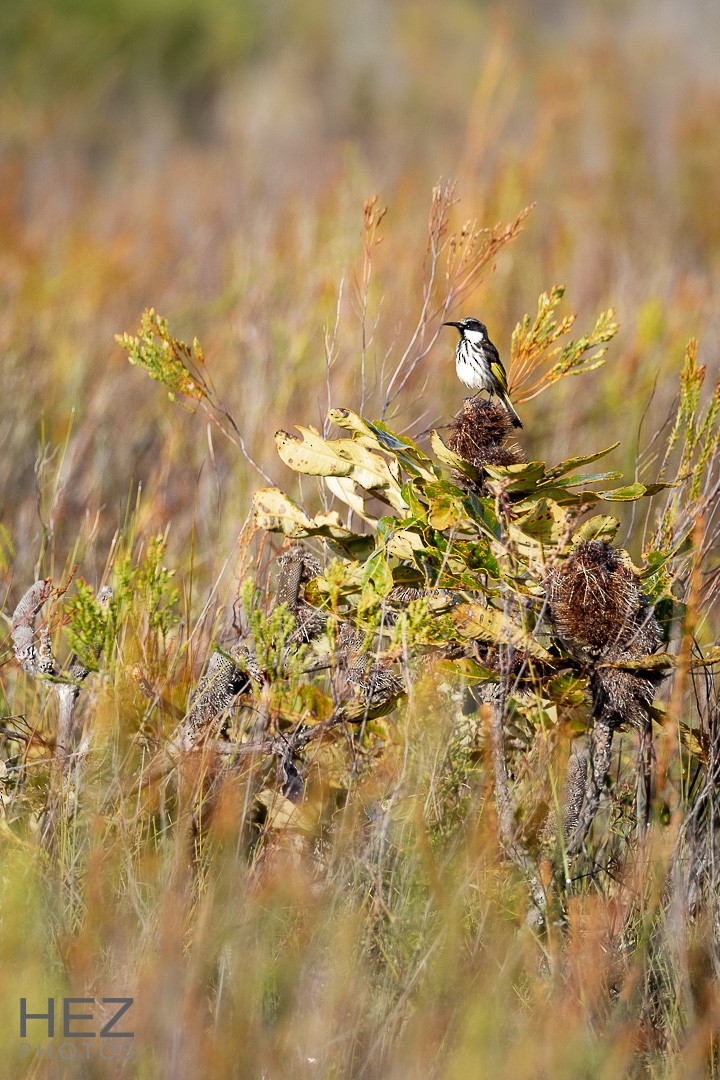 White-cheeked Honeyeater - ML646440087