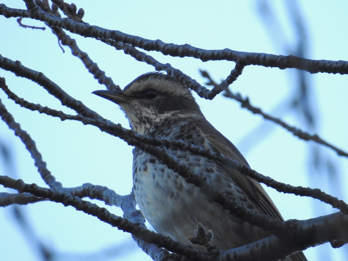 Brown-eared Bulbul - ML646440089