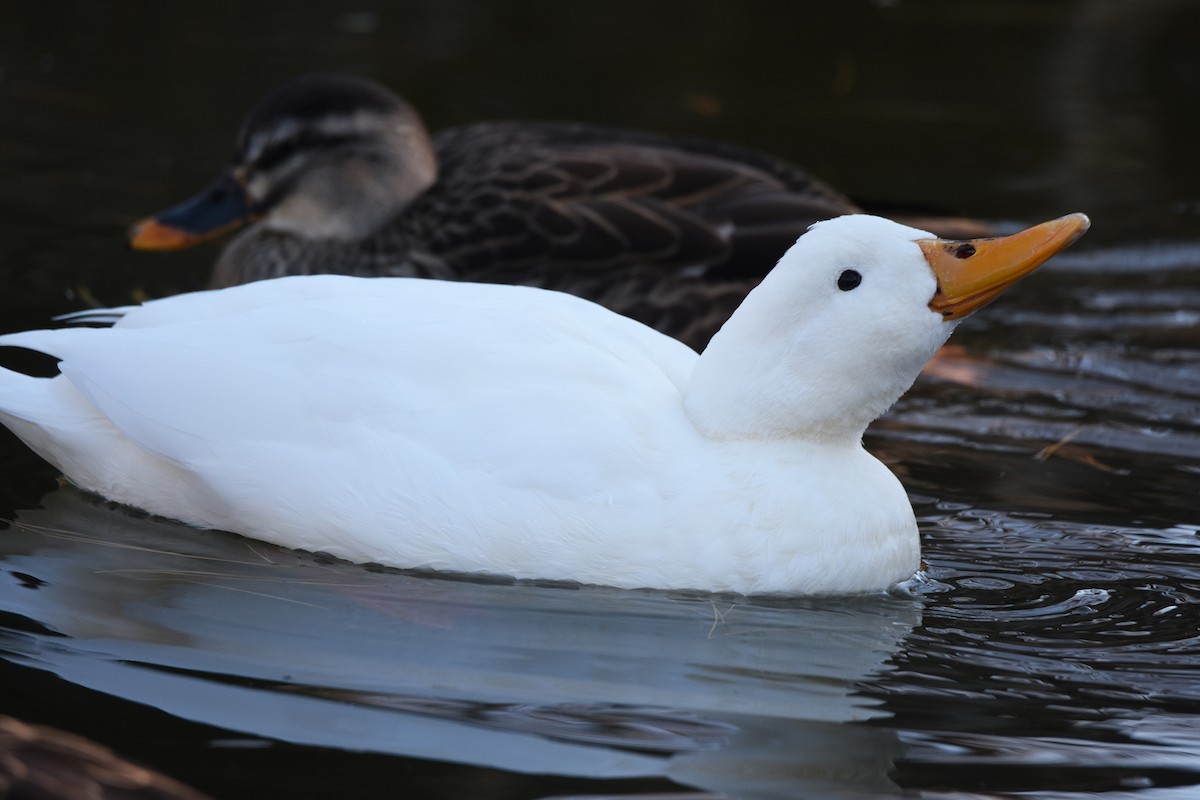 Mallard (Domestic type) - ML646440091