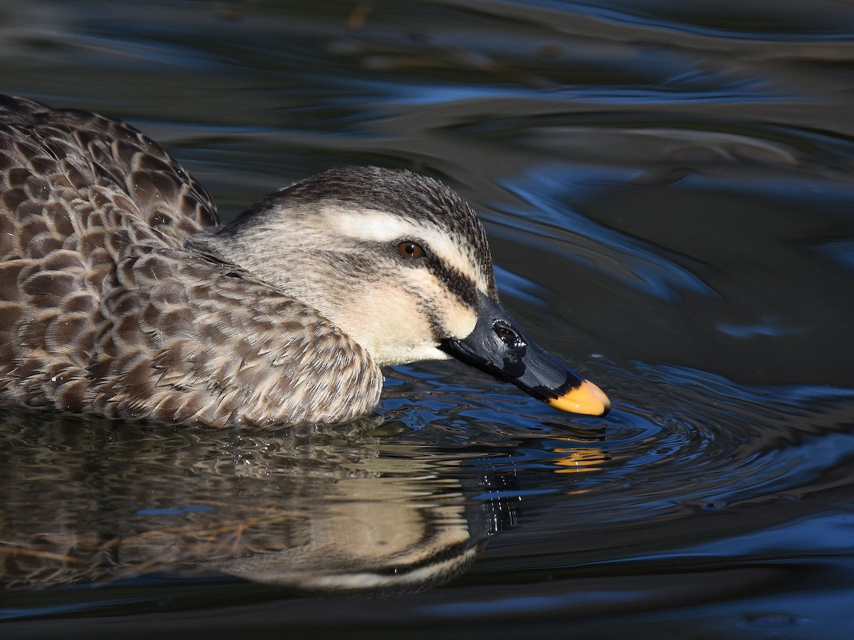 Eastern Spot-billed Duck - ML646440092
