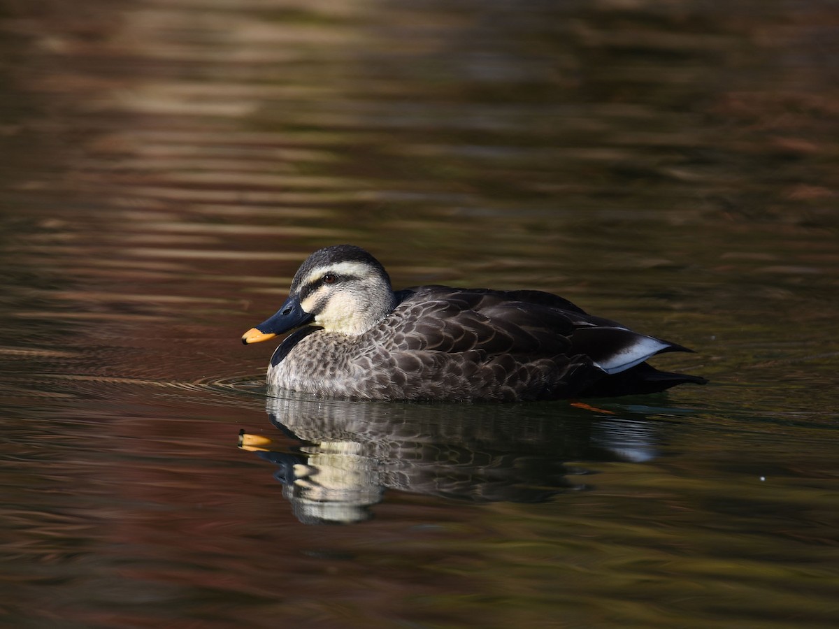 Eastern Spot-billed Duck - ML646440093