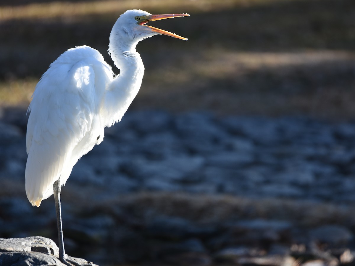 Great Egret - ML646440095