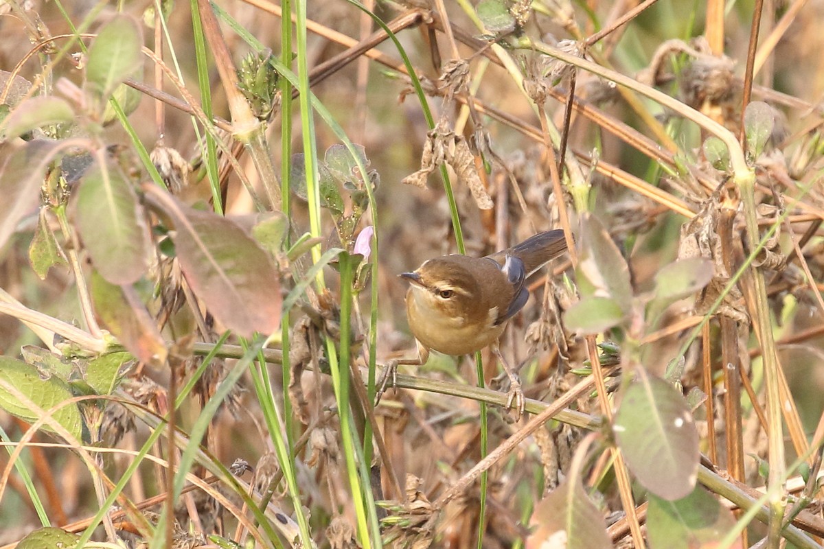 rákosník plavý - ML646440096