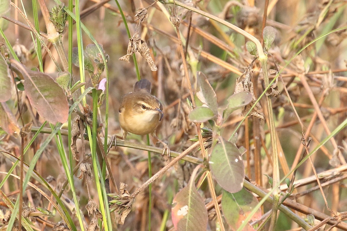 rákosník plavý - ML646440097