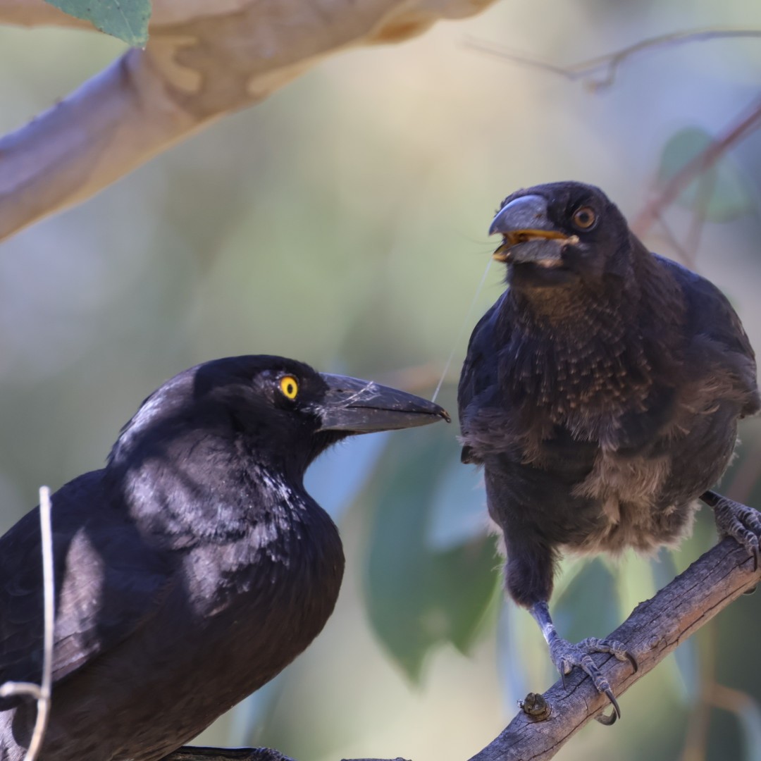 Pied Currawong - ML646440098
