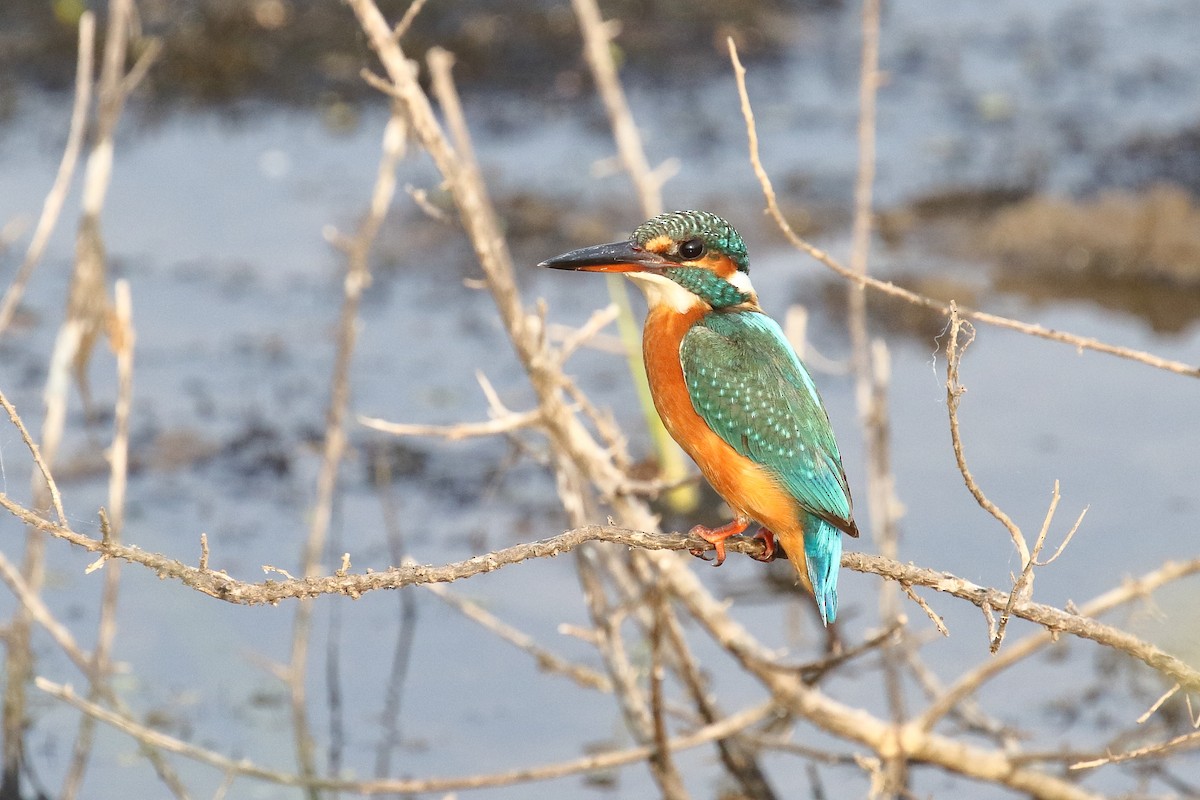 ledňáček říční - ML646440099