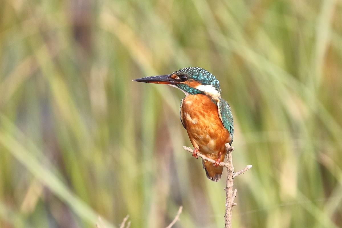 ledňáček říční - ML646440100