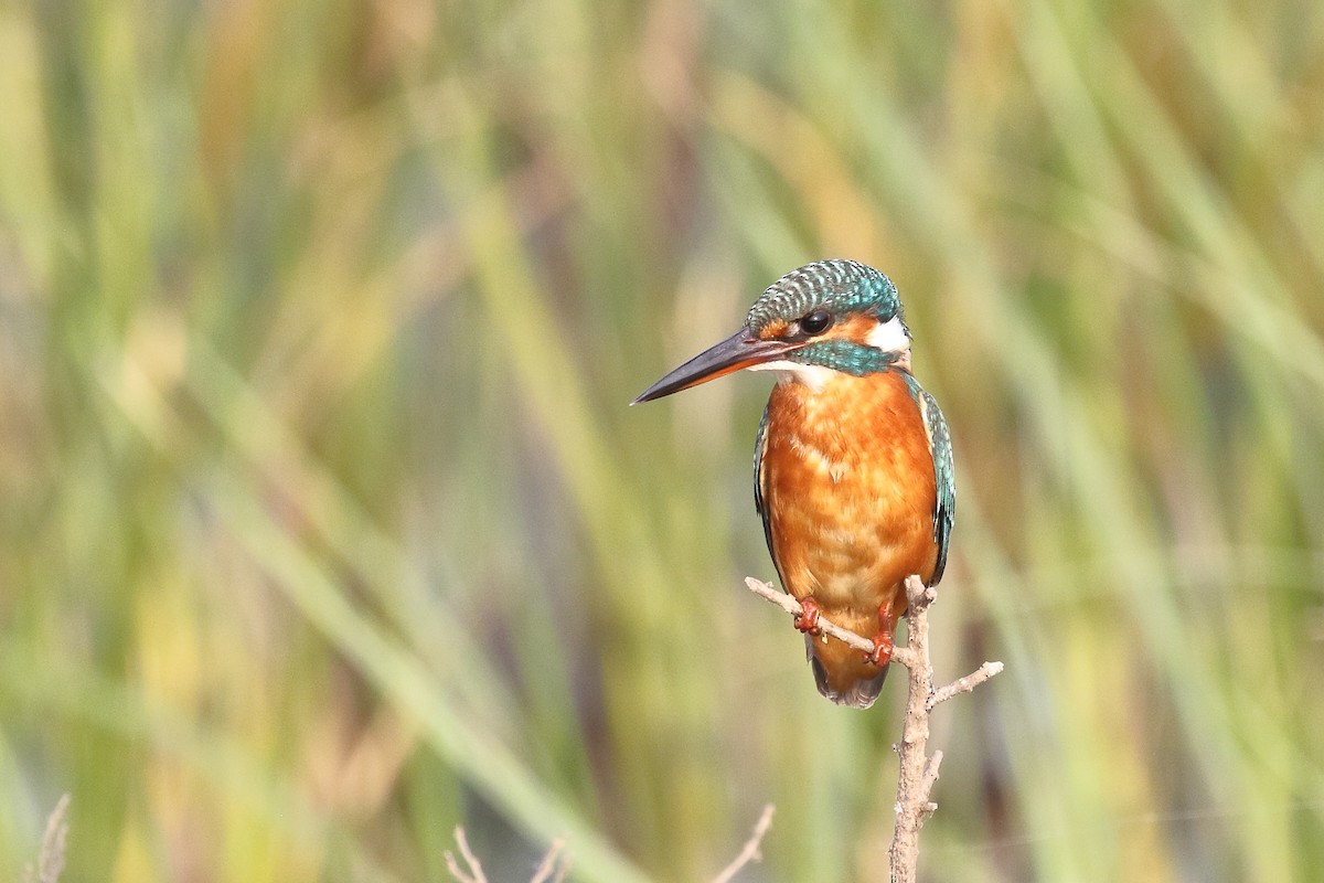 ledňáček říční - ML646440101