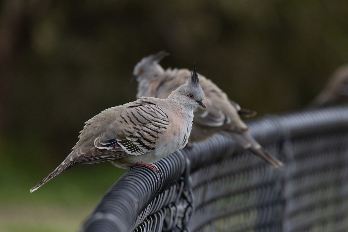 Crested Pigeon - ML646440102
