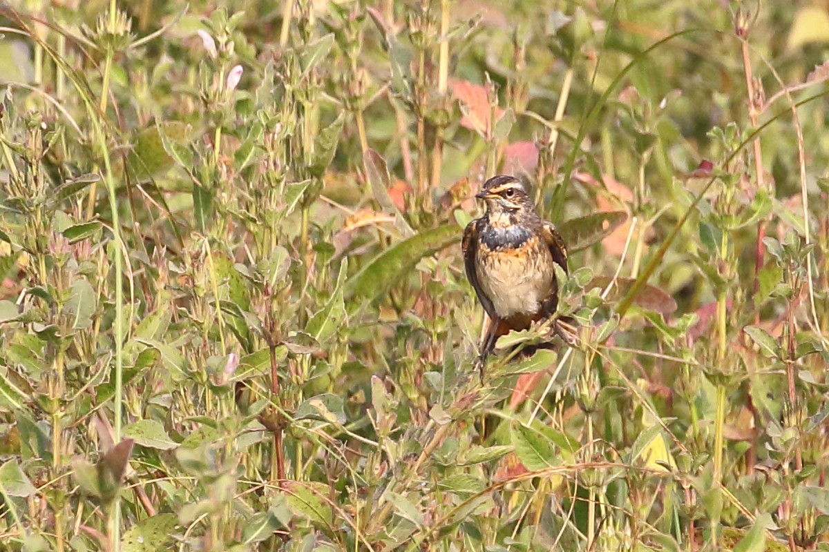 slavík modráček - ML646440103