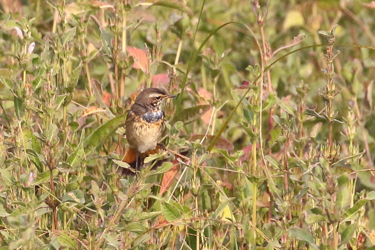 slavík modráček - ML646440104