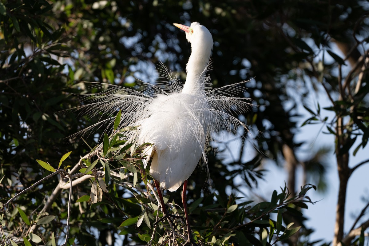 Plumed Egret - ML646440106