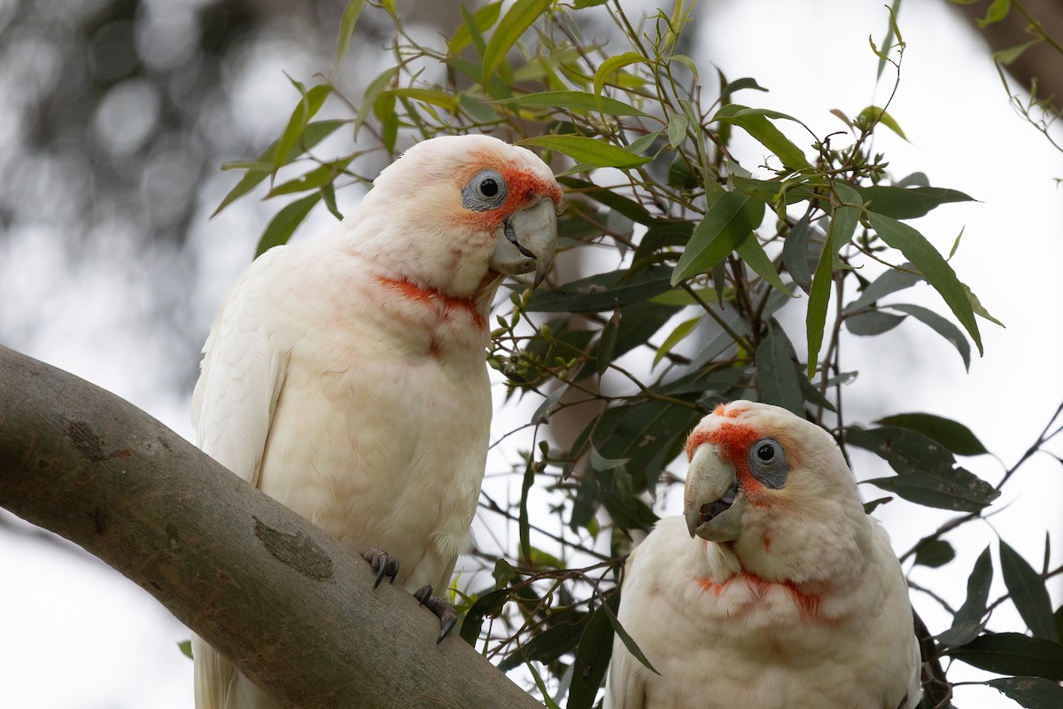 Long-billed Corella - ML646440107