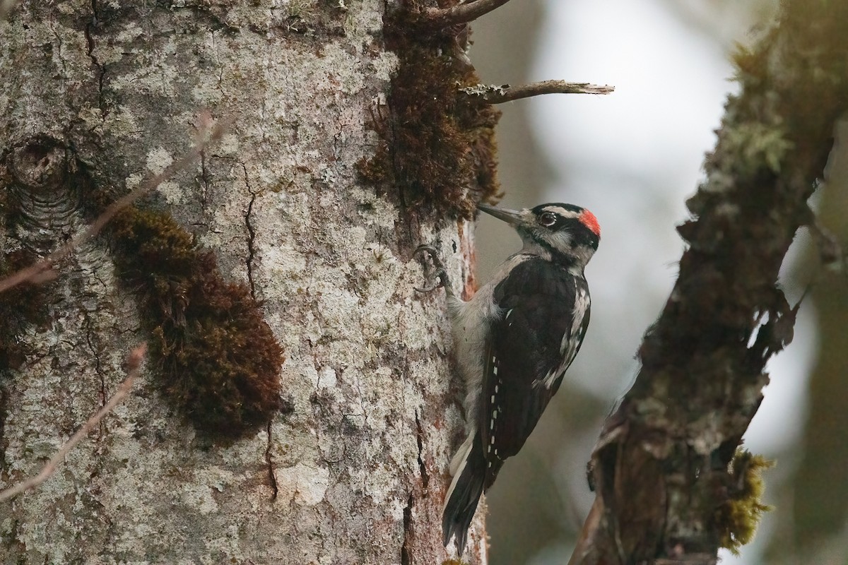 Hairy Woodpecker - ML646440108