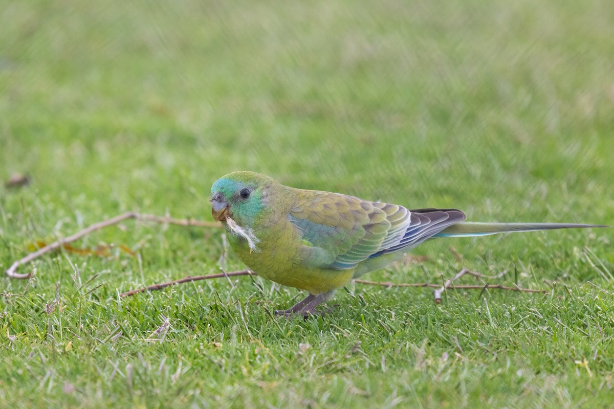Red-rumped Parrot - ML646440109