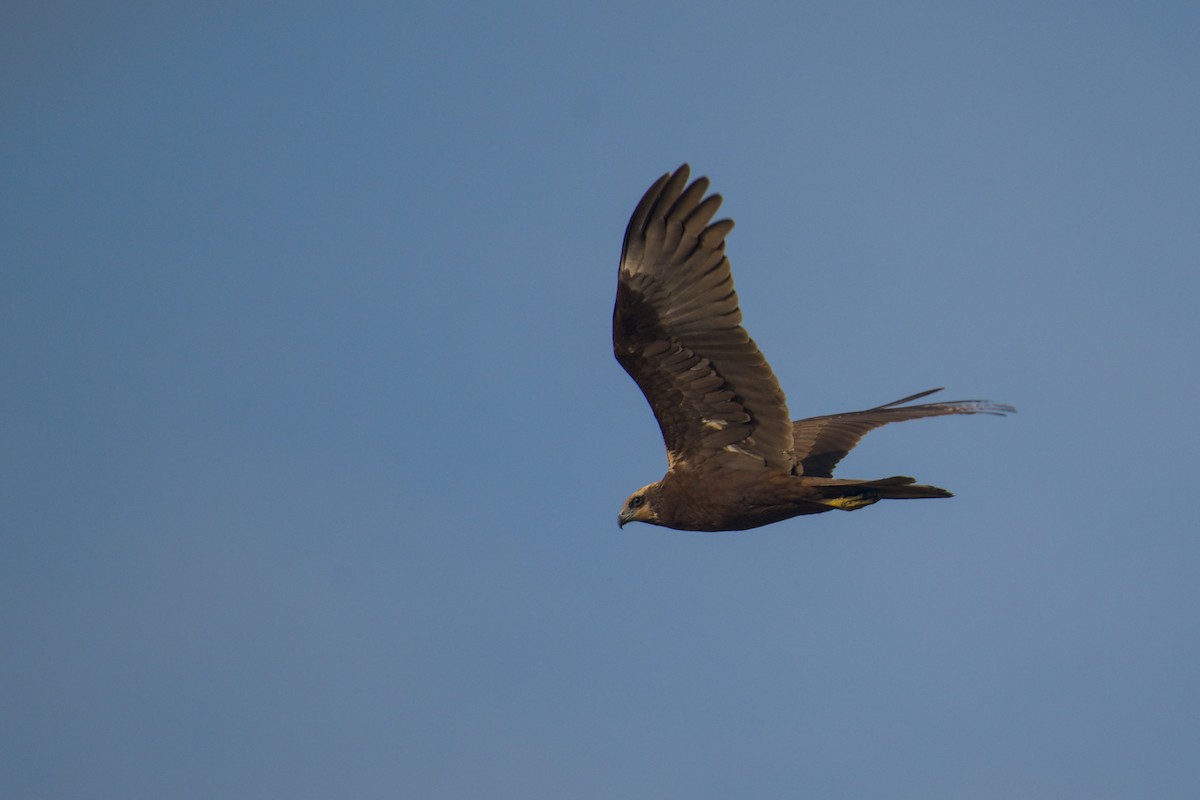 Western Marsh Harrier - ML646440110
