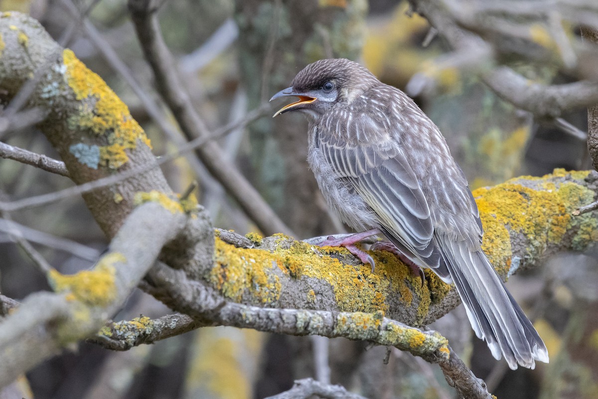 Red Wattlebird - ML646440111