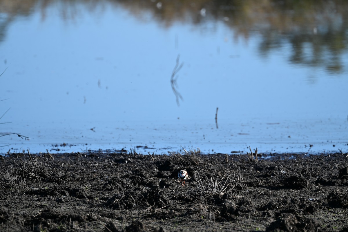 Black-fronted Dotterel - ML646440112