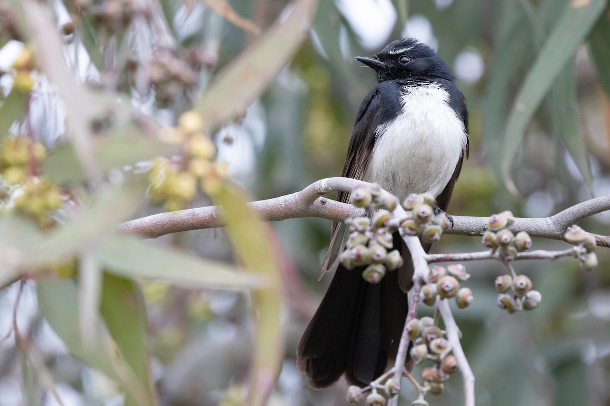 Willie-wagtail - ML646440113