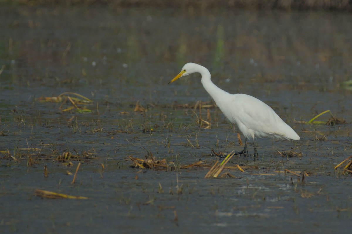 Medium Egret - ML646440114