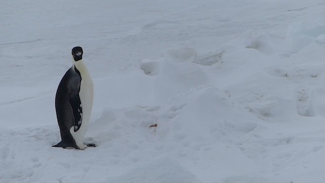 Manchot empereur - ML646440115