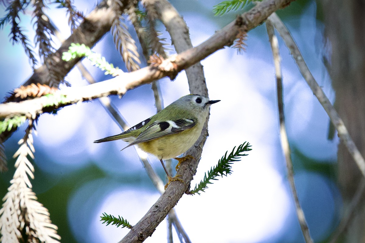 Goldcrest - ML646440116