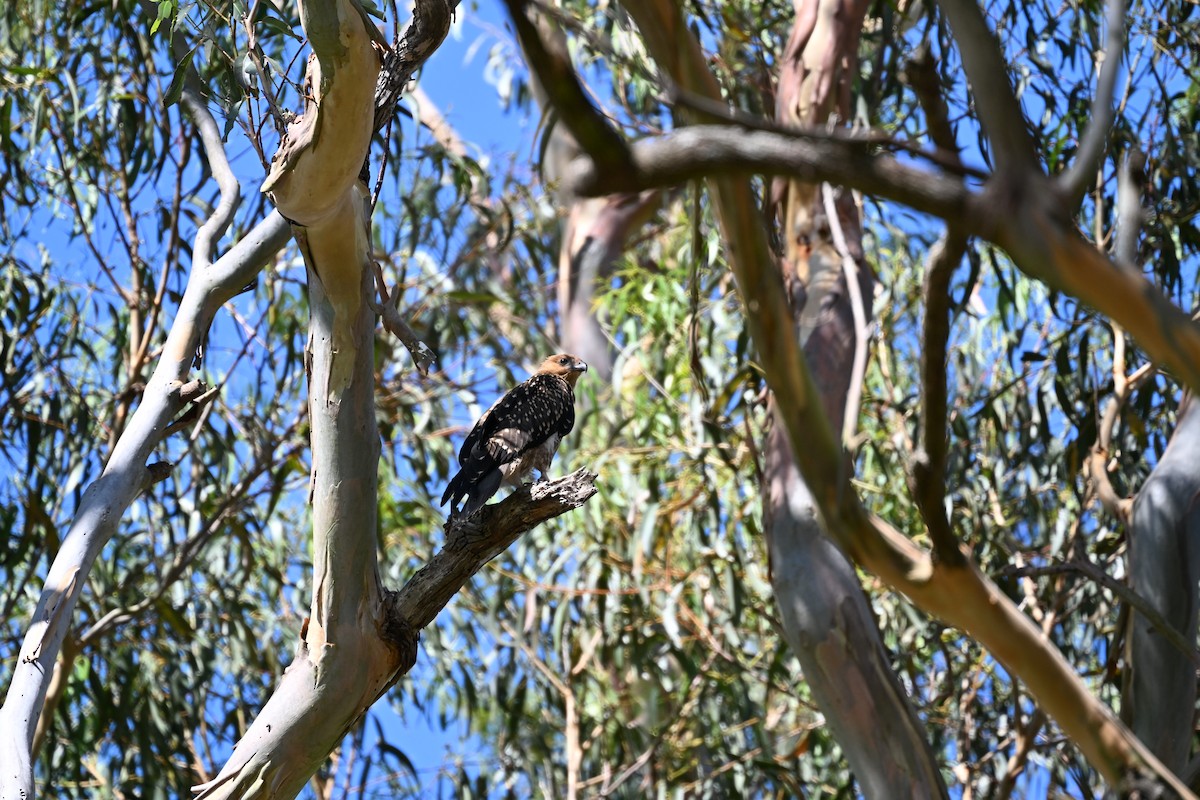 Whistling Kite - ML646440117