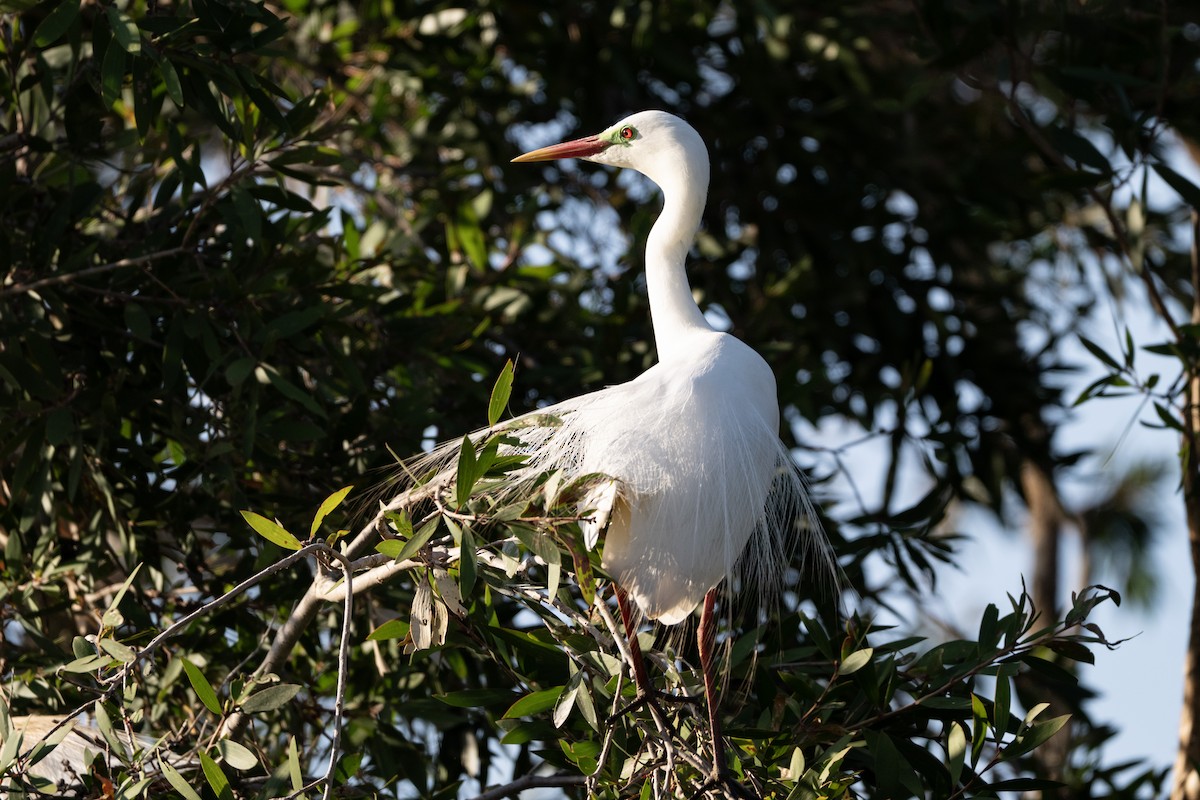 Plumed Egret - ML646440118