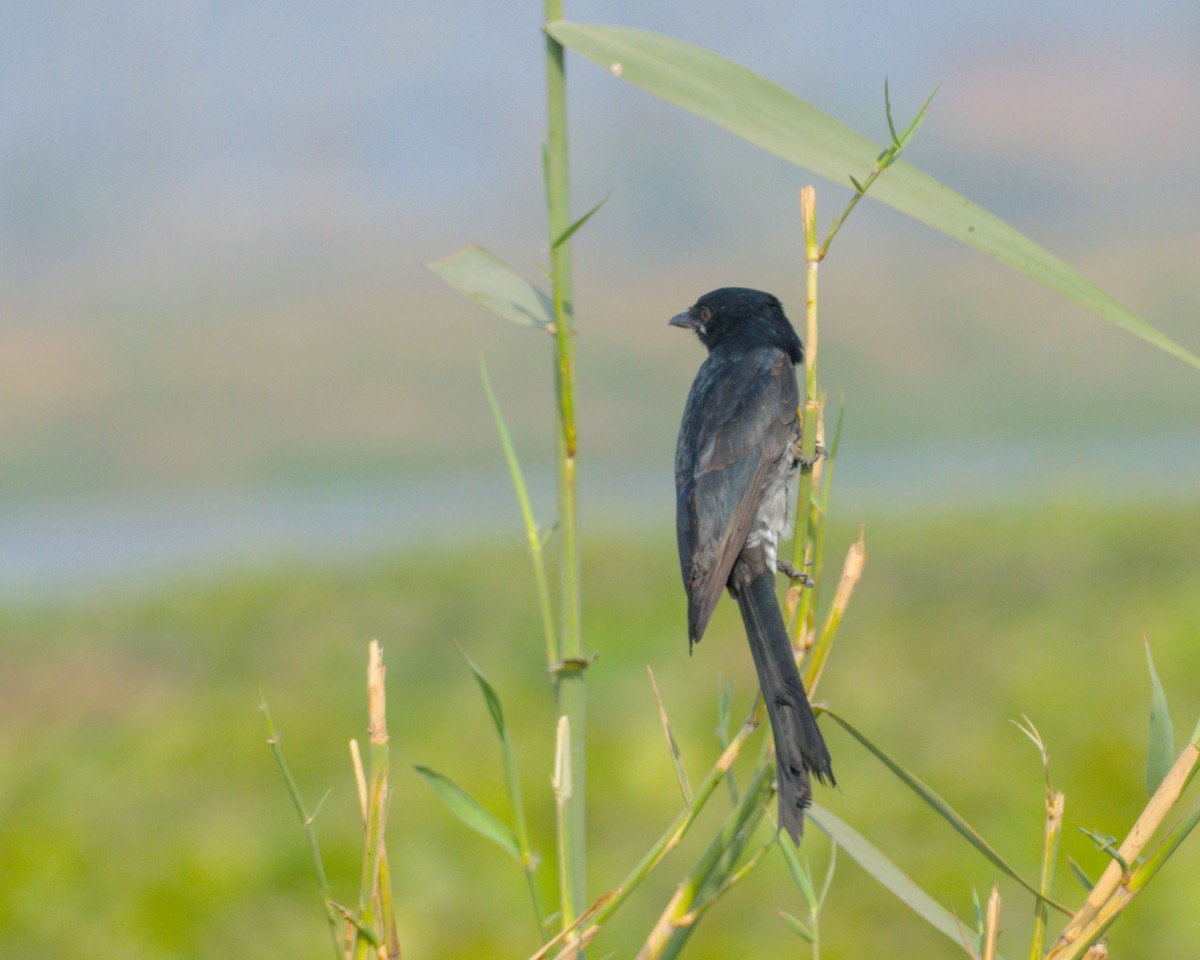 Black Drongo - ML646440119