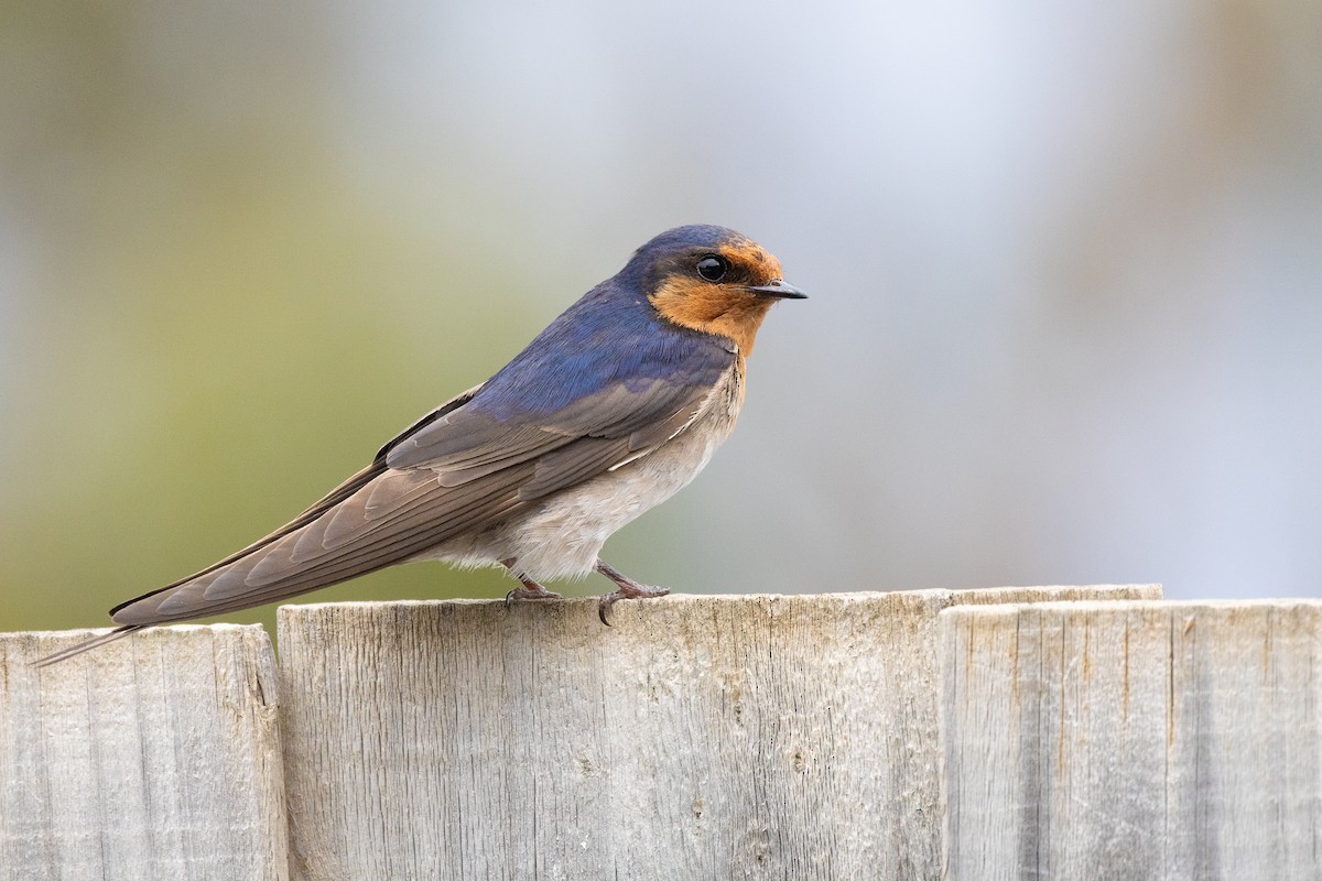 Welcome Swallow - ML646440120