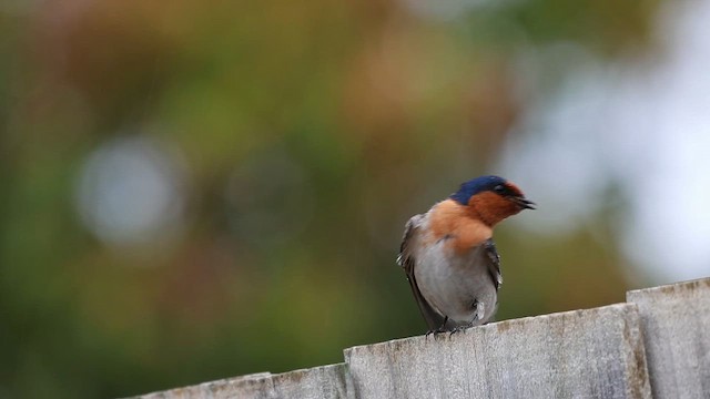 Welcome Swallow - ML646440122