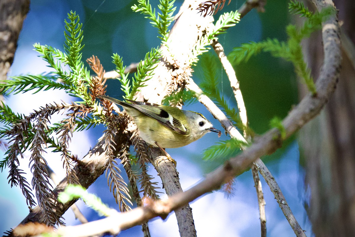 Goldcrest - ML646440123