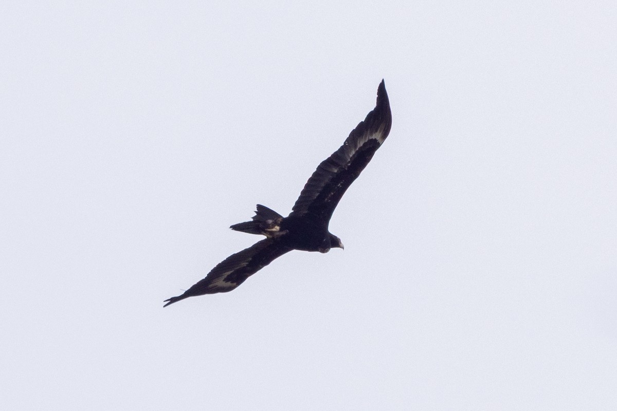 orel klínoocasý - ML646440124