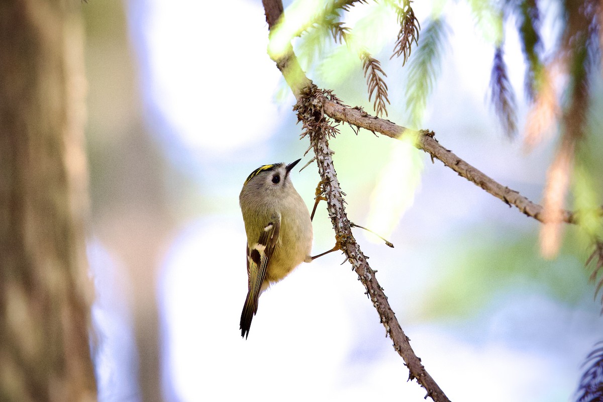 Goldcrest - ML646440127