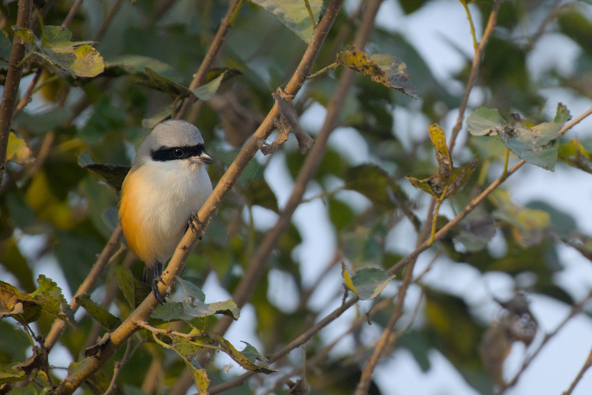 Long-tailed Shrike - ML646440128