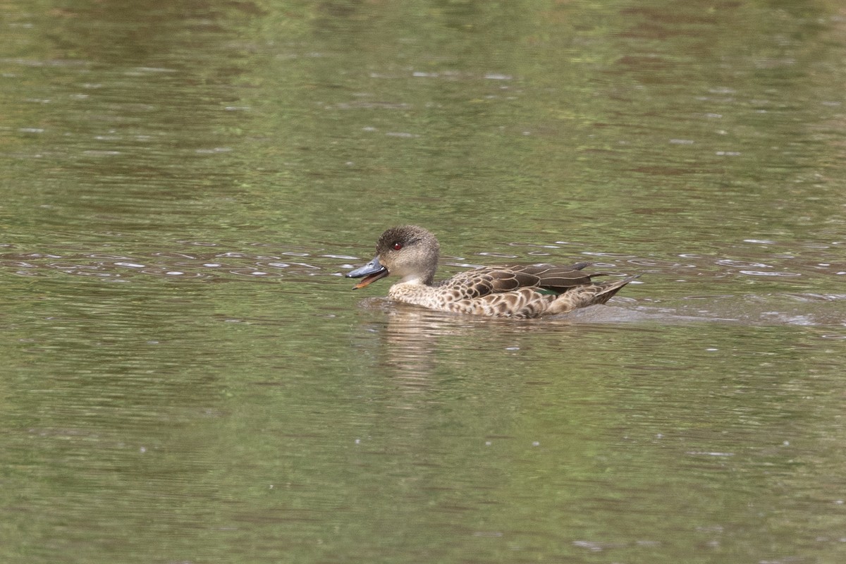 čírka bělohrdlá - ML646440129