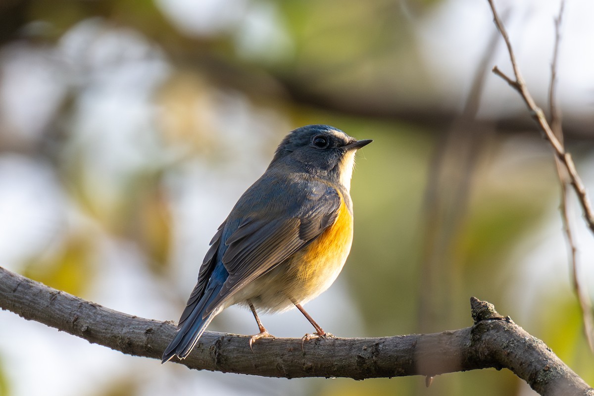 Red-flanked Bluetail - ML646440130